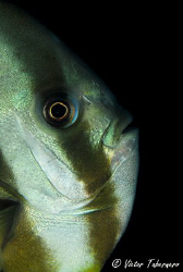 Bat Fish taken at Nebo Wreck by Victor Tabernero 